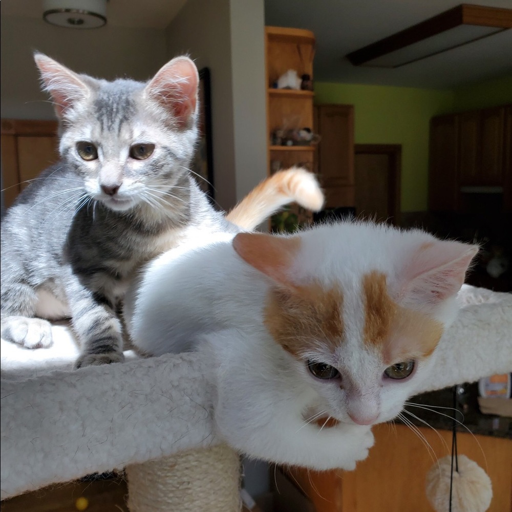 Pics of my kitties ❤️